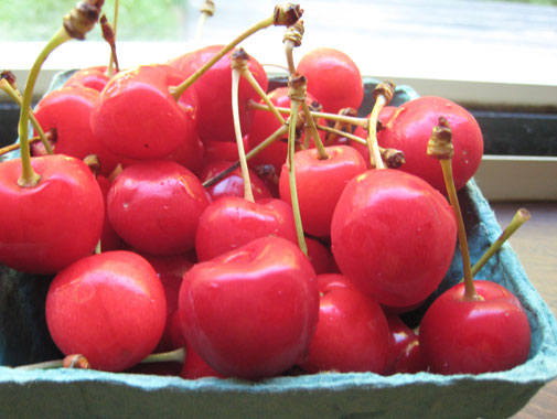 jersey_cherry_0601108.jpg